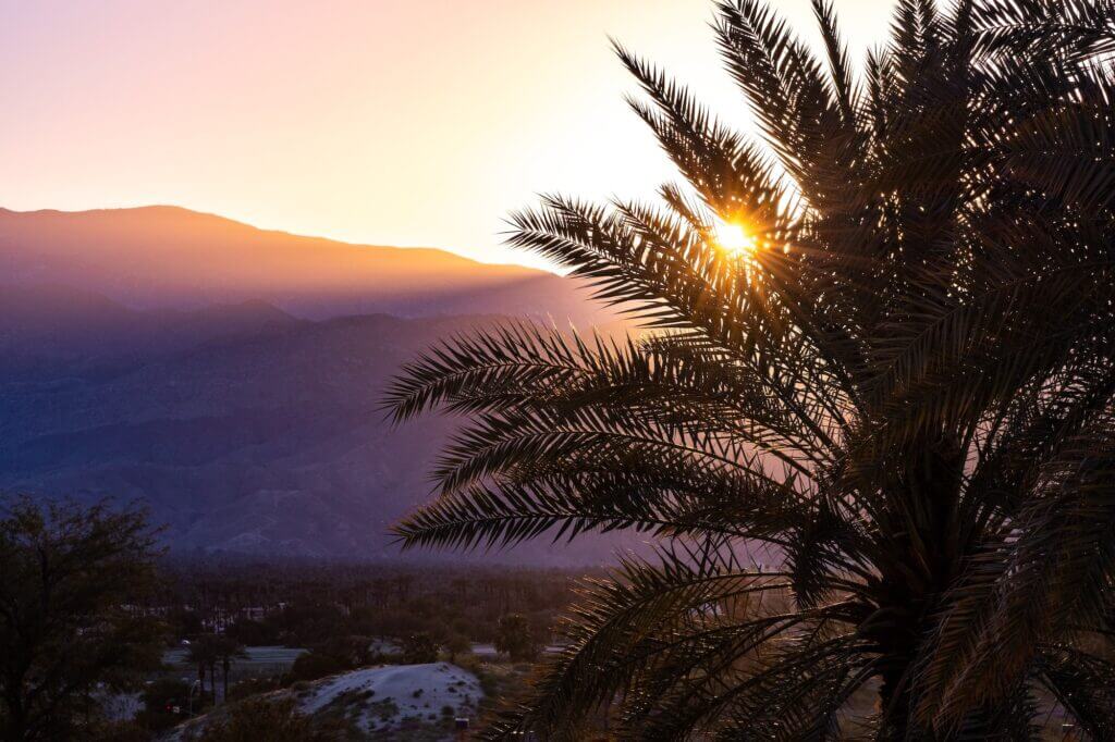 Sunlight illuminating a palm tree at sunset, Palm Springs, California